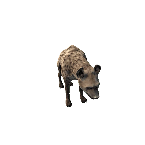 hyena_sv_rm_grey_HP