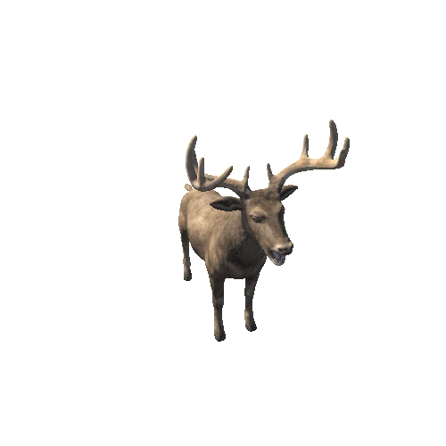 Deer_Stag_RM_MX