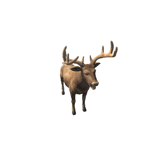 Deer_Stag_RM_MX_HP_Brown