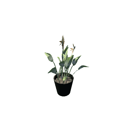 Table_Plant