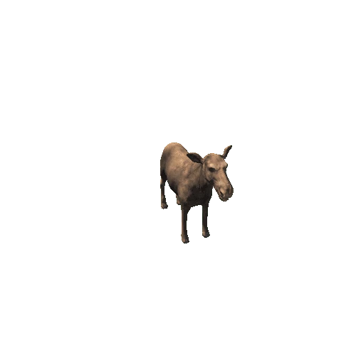 moose_cow_ip_mxLP