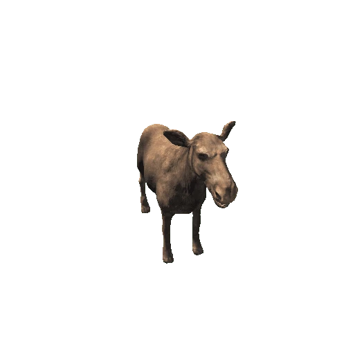 moose_cow_rm_mx_HP