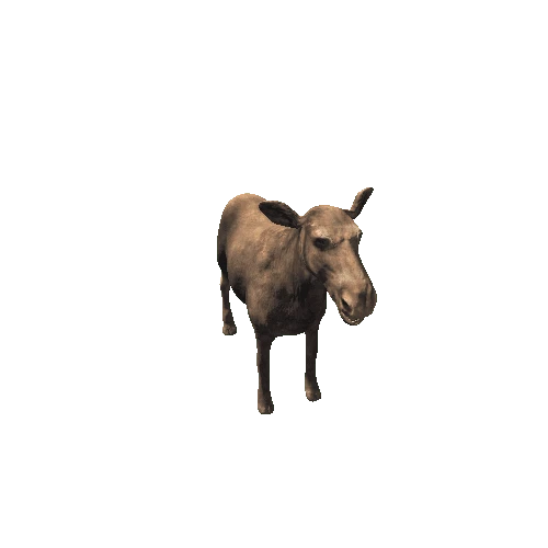 moose_cow_rm_mx_SHP