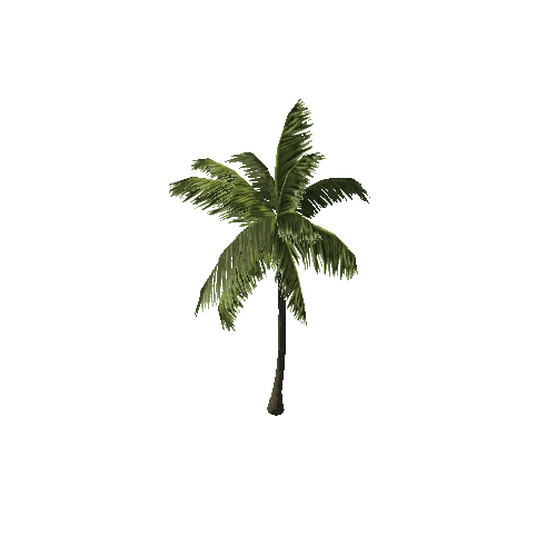 Palm_02