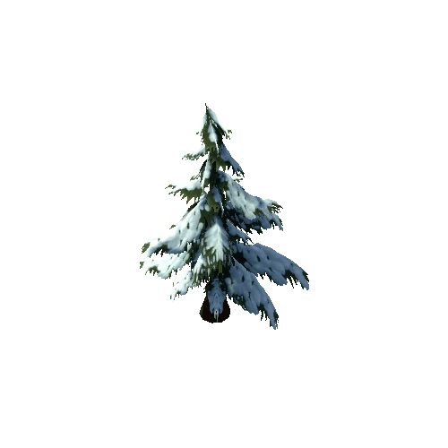 spruce_a2_winter