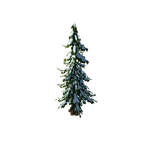 spruce_b1_winter