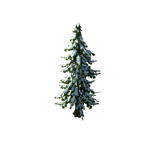 spruce_b3_winter