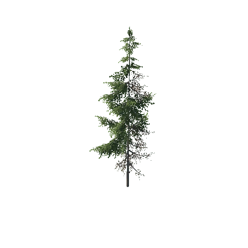 Conifer2