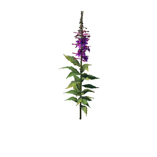 Fireweed1