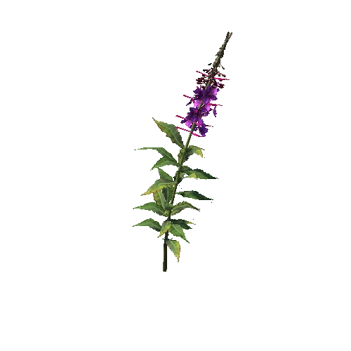 Fireweed2