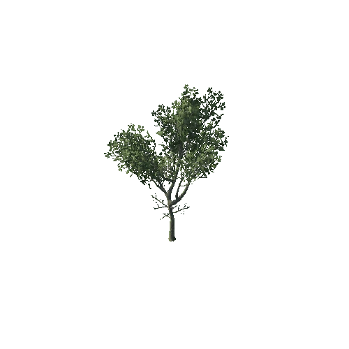 Tree01_2