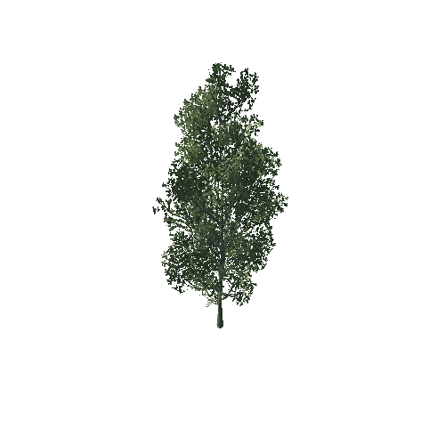 Tree04_2