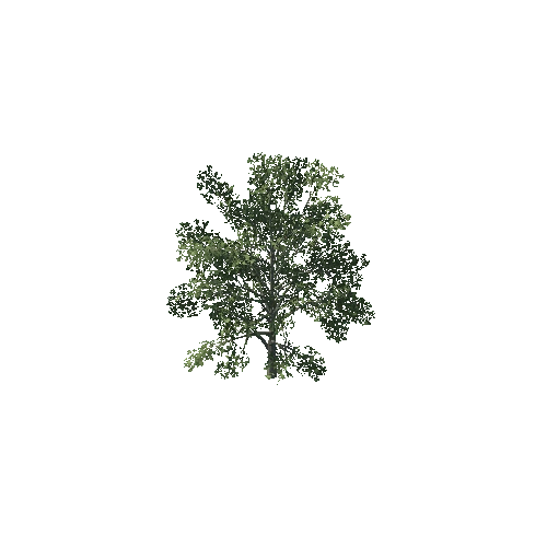 Tree06