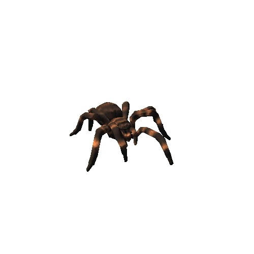 Tarantula