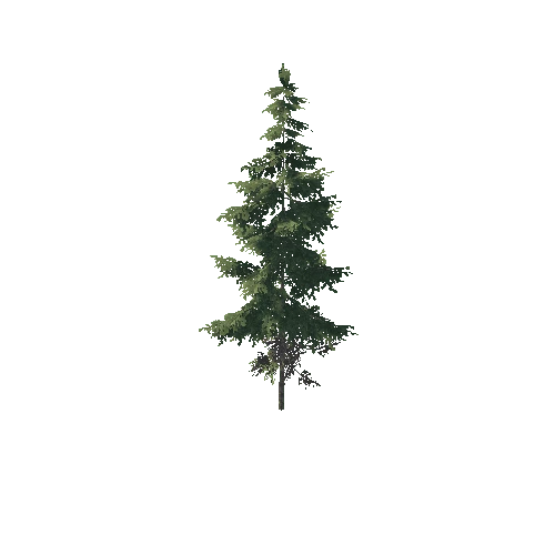 Conifer1