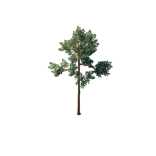 PineTree1