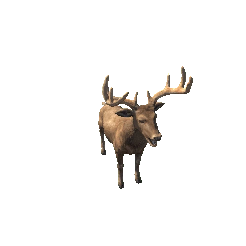 Deer_Stag_RM_MX_LP_Brown