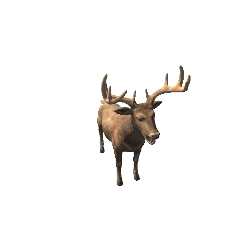 Deer_Stag_RM_MX_SHP_Brown