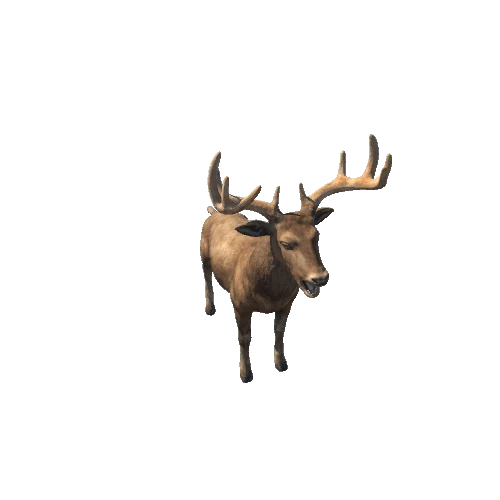 Deer_Stag_RM_MX_LOD_Brown