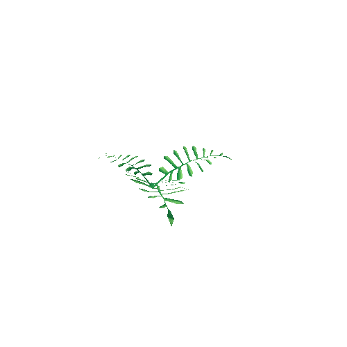 M_Flora_Ferns1