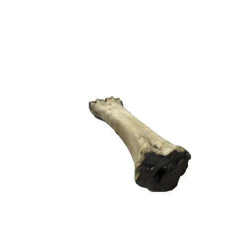 cow_leg_01_prefab