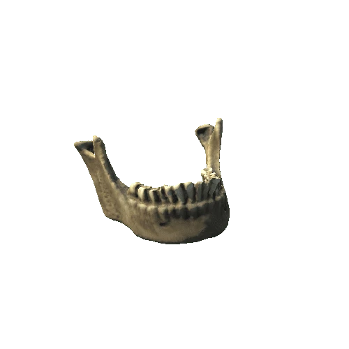 human_jaw_01_prefab