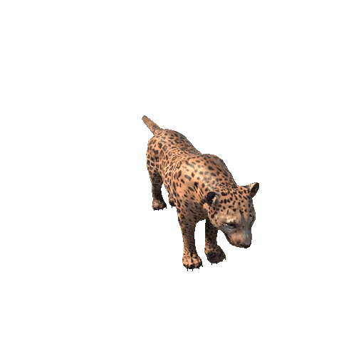 Leopard_SV_RM