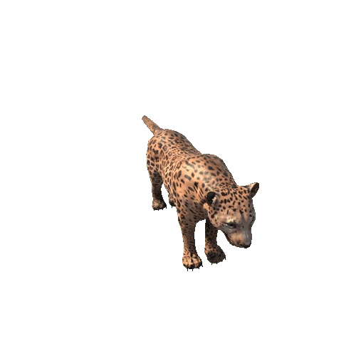 Leopard_SV_RM_HP