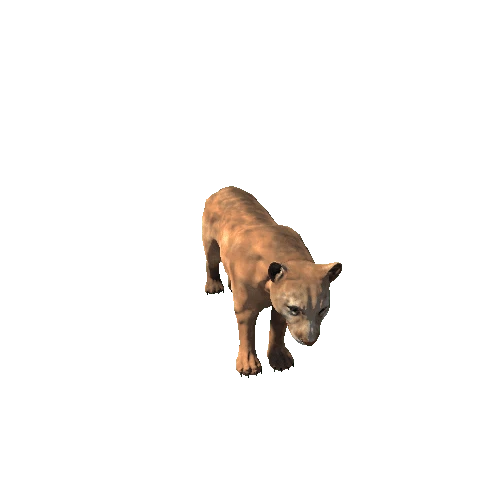 Cougar_Highpoly_RM