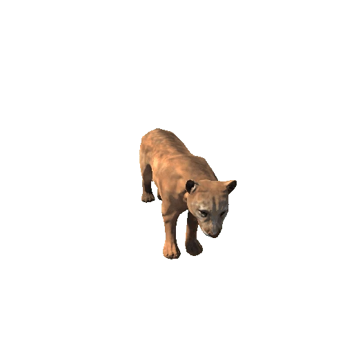 Cougar_Lowpoly_RM