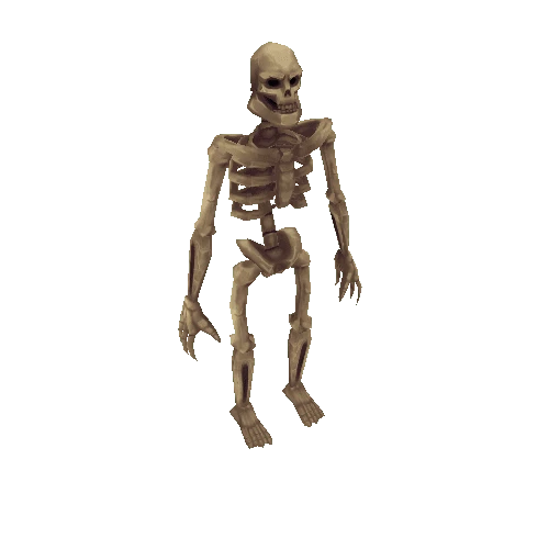Human_Skeleton_A_Pearl