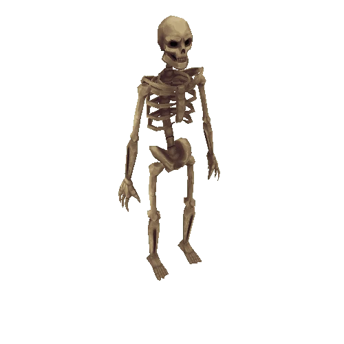 Human_Skeleton_B_Pearl