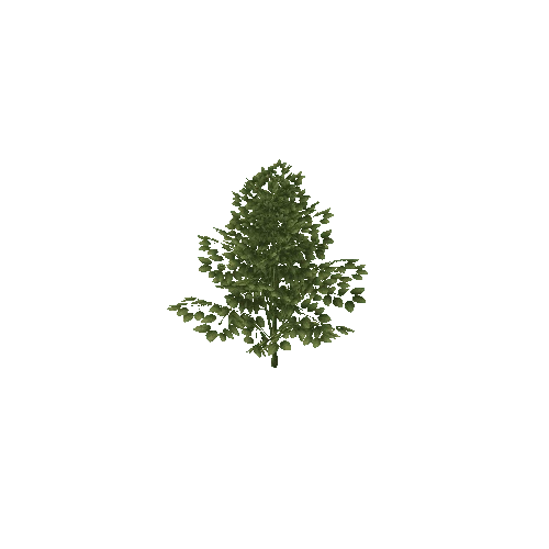 Tree_02