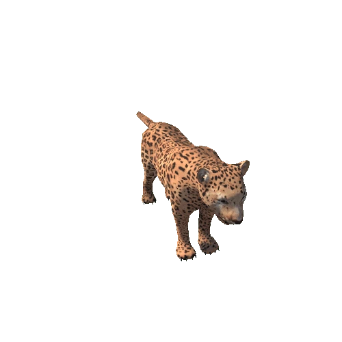 Leopard_SV_RM_HP