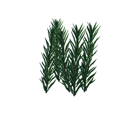 oleander3
