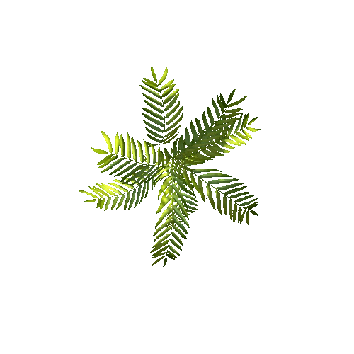 fern1