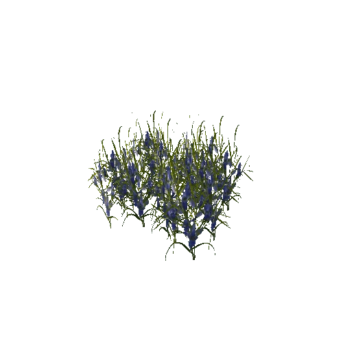 grass7