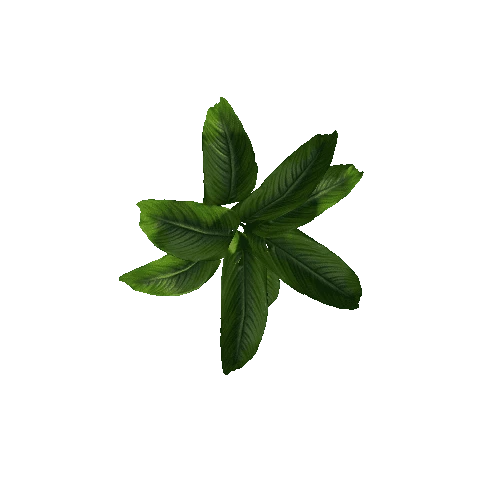 plant8