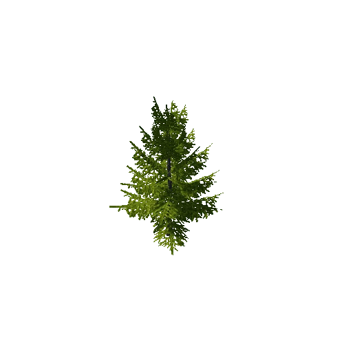 spruce2