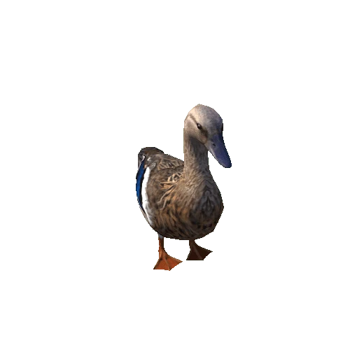 Duck_Female