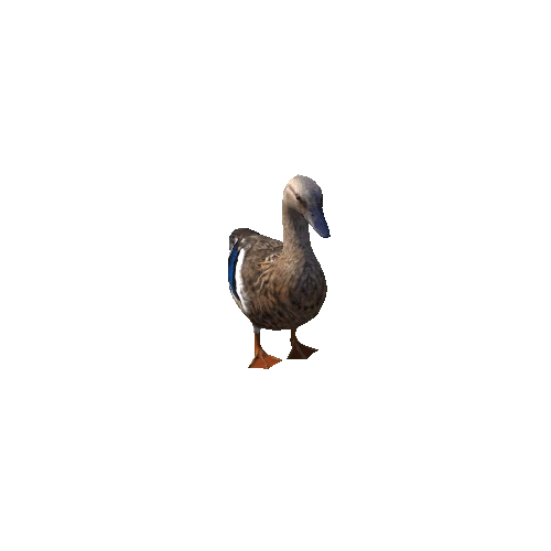 Duck_Female_ani