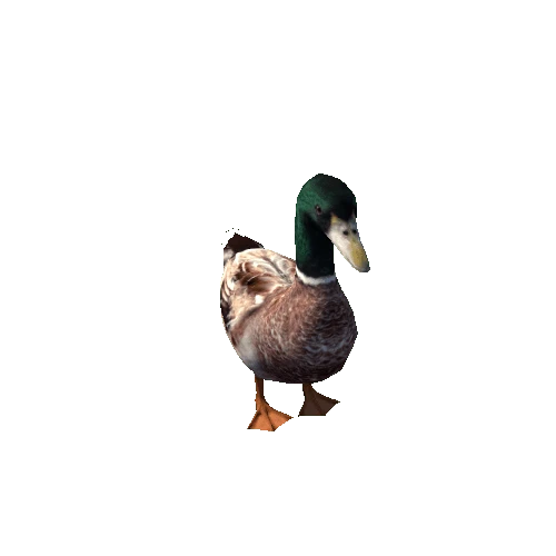 Duck_Male