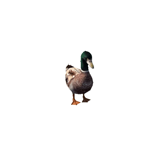 Duck_Male_Ani