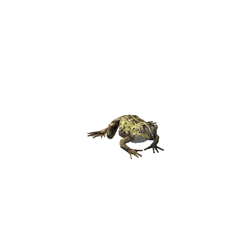 Frog_An