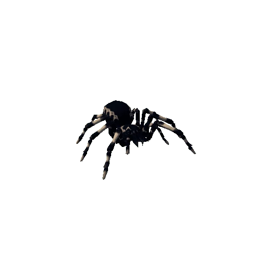 spider_low_004