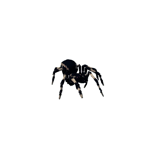 spider_walk_011