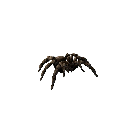 tarantula_low_004