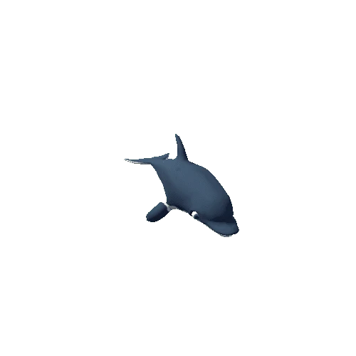 dolphin_5