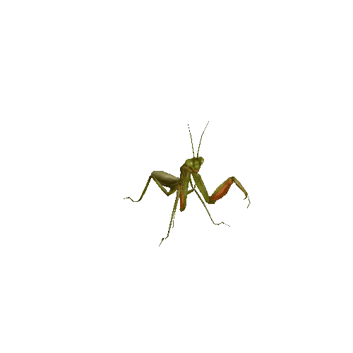 mantis