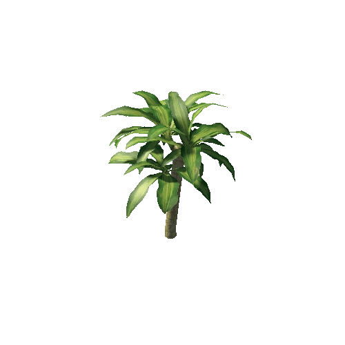 palm_Dracaena